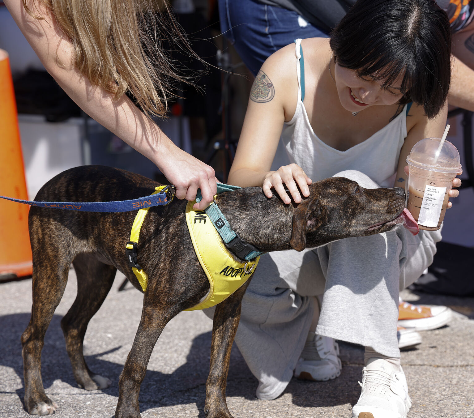 Adoptable dog Haile licks Ziyi Fuโs drink